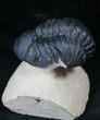 Arched Reedops Trilobite - Morocco #14142-1